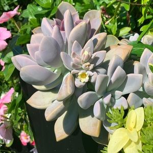 Meet your Posher, Lauren e